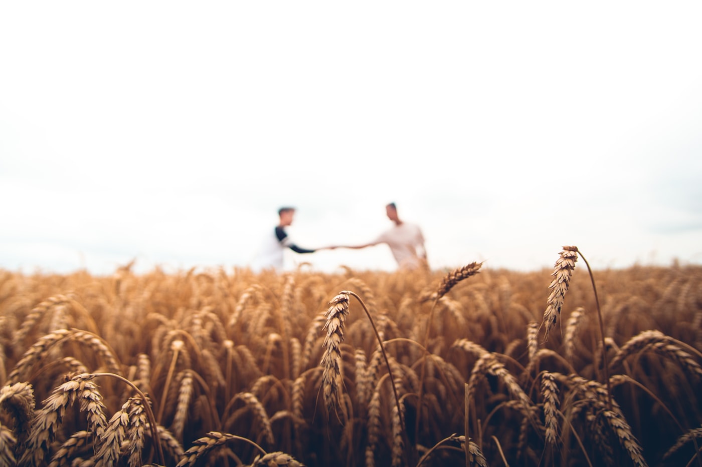 Grain field representing the handshake between buyer and grower