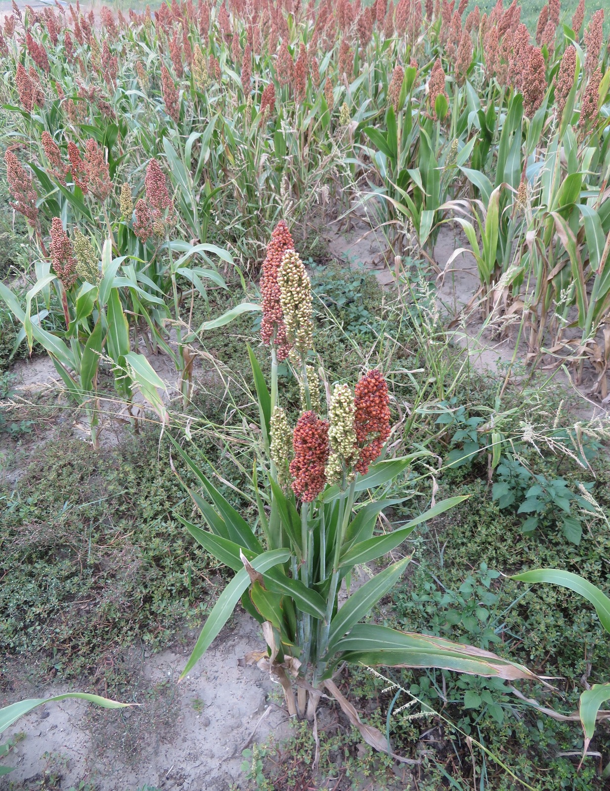 Sorghum and millet fields under an open sky